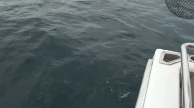 bir çocuk bir gri morwong yakaladı ve onun babası ağlar balık onun için makaraları