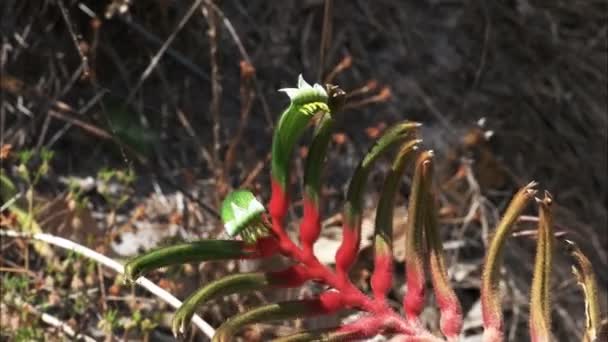 Primer Plano Verde Brillante Rojo Mangles Australiano Occidental Flor Pata — Vídeos de Stock