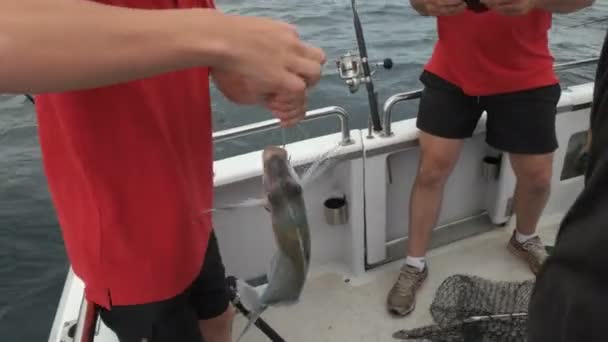 Pojke Håller Grå Morwong Han Fångad Fisketur Utanför Australiens Östra — Stockvideo