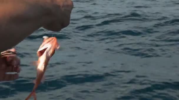 Pêcheur Empare Nannygai Pris Sur Une Charte Pêche Large Côte — Video