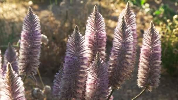 Backlit Roze Mulla Mulla Bloemen Groeien Perth Kings Park West — Stockvideo