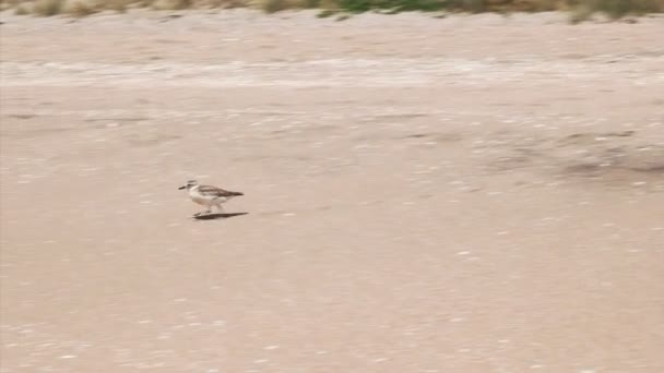Nuevo Zelanda Peligro Extinción Dotterel Corre Largo Una Playa Hahei — Vídeo de stock