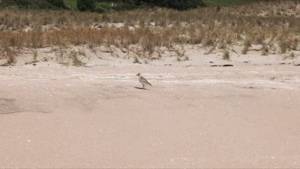 Dotterel Nowa Zelandia Karmienia Półwyspie Coromandel Plaży Wyspy Północnej — Wideo stockowe