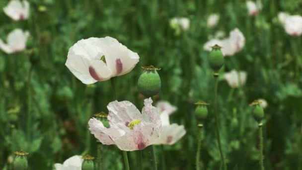 タスマニア オーストラリアのアヘン用ケシの花のクローズ アップ タスマニアは世界のほぼ半分の法的なアヘンを生成します — ストック動画