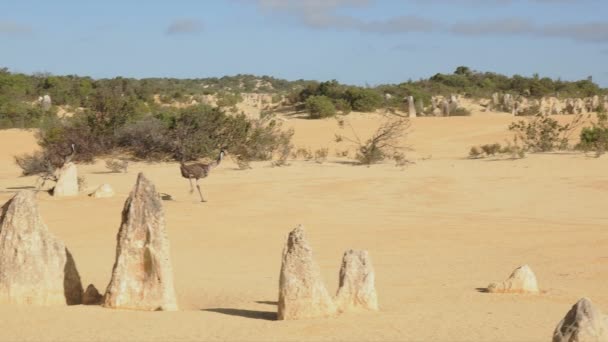 跟踪拍摄的两个 Emus 运行在尖塔 不寻常的岩层 在澳大利亚西部 — 图库视频影像