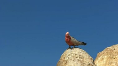 pembe ve gri galah çıkartıyor ve pinnacles, sıradışı kaya oluşumları, Batı Avustralya, uçar