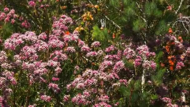 Schwenkbild Eines Westaustralischen Wildblumenstrauches Mit Seinen Leuchtend Rosa Blüten — Stockvideo