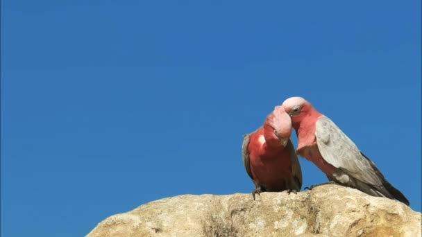 Close Two Galahs Preening Pinnacles Western Australia Nambung National Park — Stock Video