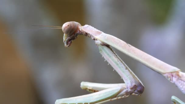 关闭一个祈祷的螳螂的头 — 图库视频影像
