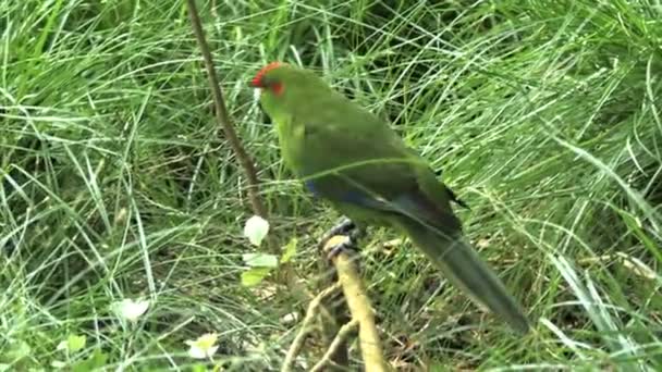 Zbliżenie Nowozelandzki Czerwony Parakeet Koronowany Gałęzi — Wideo stockowe