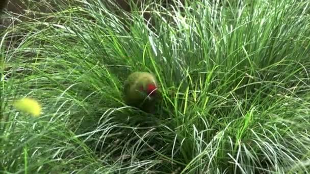 ニュージーランド赤戴冠インコは長い草の採餌 — ストック動画