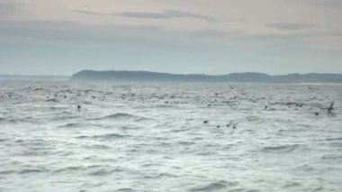 shearwater kuşlar sürüsü, büyük olasılıkla kısa yüzeye palamut tarafından zorla yem balık beslenir shearwater kuyruklu.