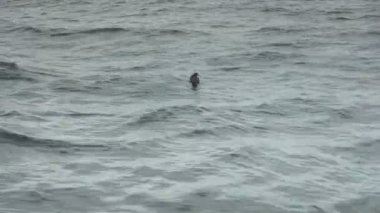 shearwater kuş, büyük olasılıkla kısa kuyruklu shearwater, Avustralya Doğu kıyıları açıklarında okyanus yüzeyindeki aittir