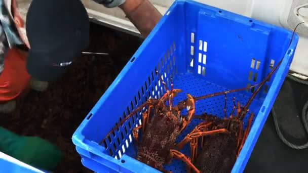澳大利亚塔斯马尼亚的圣海伦斯 2015年12月14日 一名渔民在塔斯马尼亚东海岸的圣海伦斯将捕获的小龙虾卸成一只蓝色的板条箱 — 图库视频影像