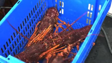 bir Güney rock lobster st helens Tasmanya'nın doğu kıyısında, bir yakalamak boşaltma balıkçı yakın çekim