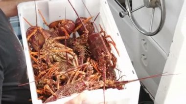 Balıkçılar tutan Güney rock lobster st helens Tasmanya'nın doğu kıyısında, bir sandık