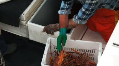 bir balıkçı ile canlı Güney rock lobster st helens Tasmanya'nın doğu kıyısında, bir sandık doldurur