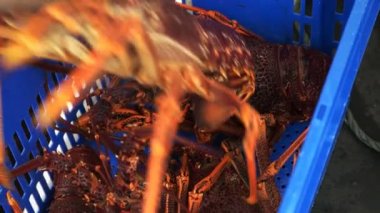 büyük taze yakaladı Güney rock lobster st Helens Tasmanya'nın Doğu sahillerinde bir iskele, ihracat için