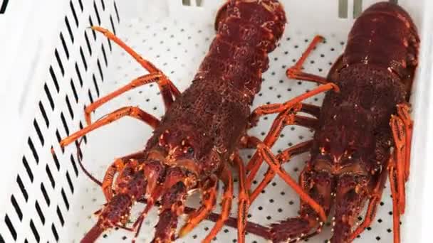 Tasmanian Crayfisherman Unloads Catch Southern Rock Lobster White Crate — Stock Video