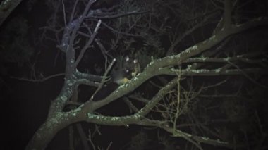 Avustralya'nın Tazmanya kentinde bir ağaçta kürkünü temizleyen fırça kuyruklu sıçanın gece çekimi