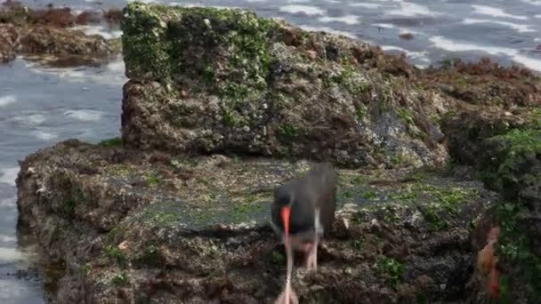 Śledzenia Strzał Karmienia Oystercatcher Amerykański Isla San Cristobal Wyspach Galapagos — Wideo stockowe