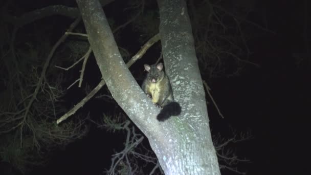 Tiro Noturno Gambá Cauda Escova Australiano Uma Árvore Tasmânia Austrália — Vídeo de Stock