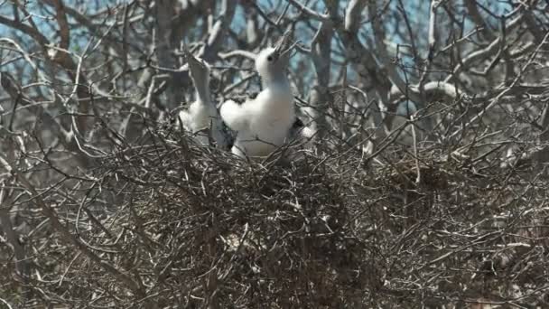 Dos Cachorros Frigatebirds Nido Mendigan Comida Enésima Isla Seymour Las — Vídeo de stock