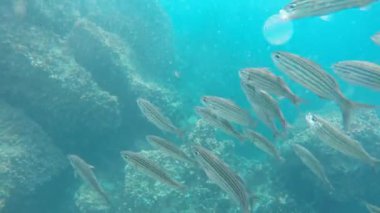 siyah çizgili salema Şeytan'ın taç Isla Çin galapagos Adaları yakınındaki, kadeh yukarıya kapatmak