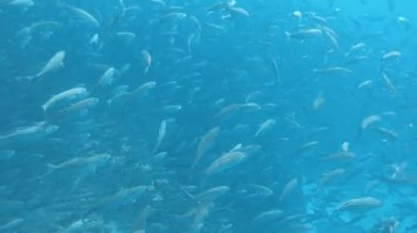 galapagos adalarında isla floreana yakınlarındaki şeytanın tacı siyah çizgili salema bir okul