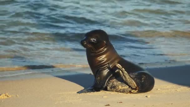 Close Van Een Baby Zeeleeuw Een Strand Isla Santa Galapagos — Stockvideo