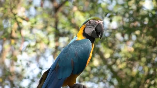 Ekvator Ağaca Tünemiş Bir Mavi Altın Amerika Papağanı Yakın Çekim — Stok video