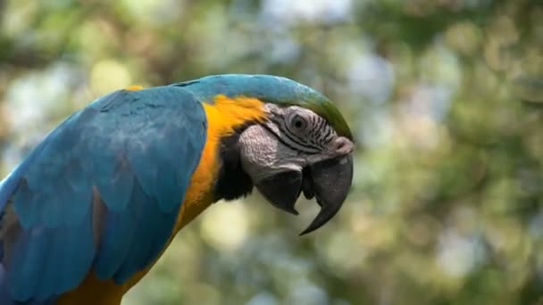 Extremo Primer Plano Guacamayo Azul Dorado Posado Sobre Árbol Ecuador — Vídeos de Stock