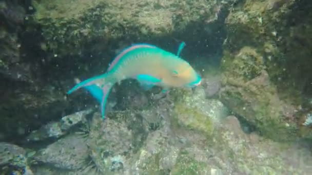 Nahaufnahme Eines Blaukinn Papageienfisches Bei Isla Bartolome Auf Den Galapagos — Stockvideo