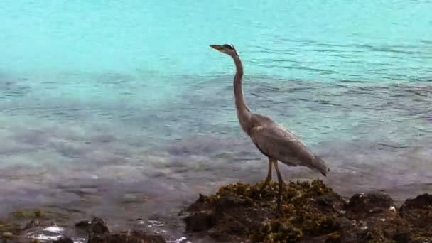 Great Blue Heron Jakt Isla San Cristobal Galalagos Öarna Ecuador — Stockvideo