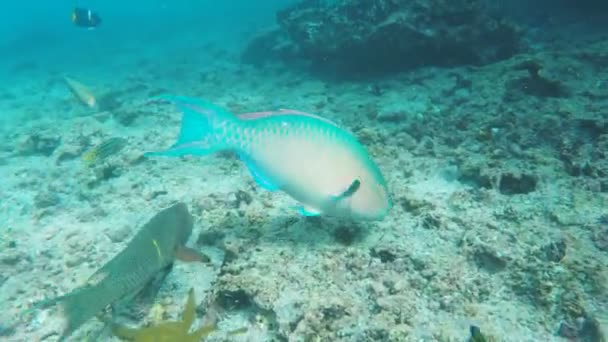 Kamerafahrt Eines Blaukinn Papageienfisches Der Teufelskrone Der Nähe Der Isla — Stockvideo