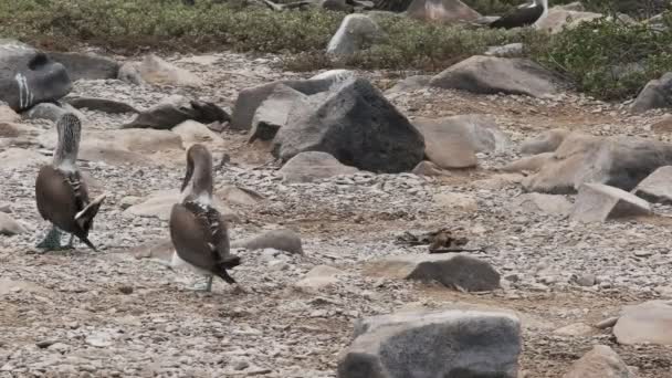 ガララゴス諸島 エクアドルのイスラエスパノラで彼らの面白い散歩と2つの青い足のおっぱい — ストック動画