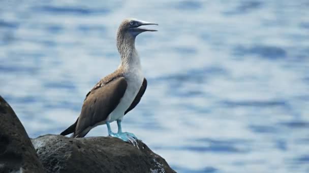 Närbild Blå Footed Booby Stående Stranden Isla Lobos Galalagos Öarna — Stockvideo