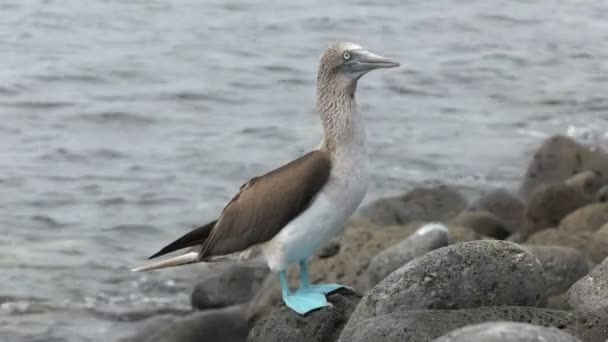 Blå Footed Booby Den Steniga Stranden Isla Lobos Galapagosöarna Ecuador — Stockvideo