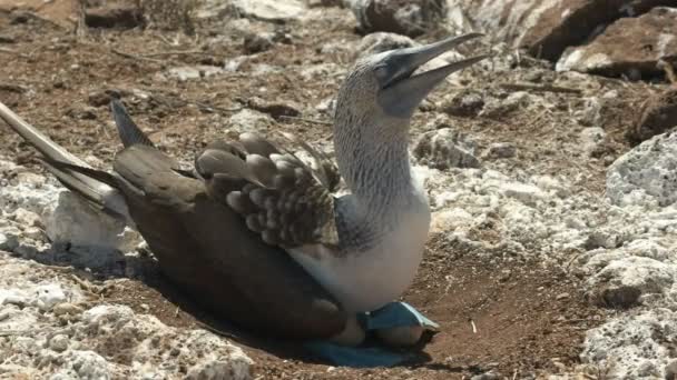 Nesting Blue Footed Booby Sits Egg Isla Nth Seymour Galalagos — Stock Video