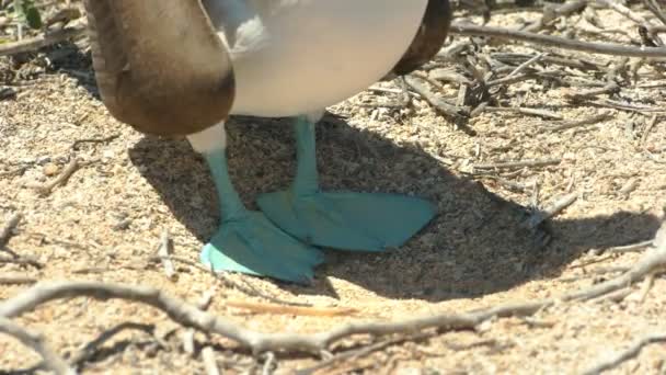 Extreme Nahaufnahme Der Füße Eines Blaufüßlers Auf Den Galalagos Inseln — Stockvideo