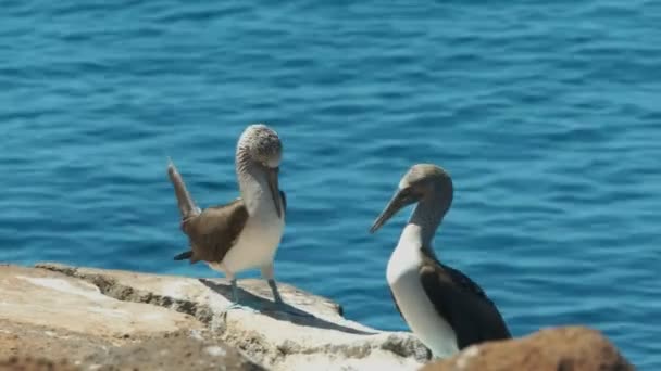 Blue Footed Booby Lifts Its Feet While Dancing Isla Nth — Stock Video