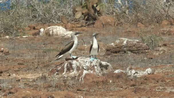 Blue Footed Booby Pair Dancing Rock North Seymour Galapagos Islands — Stock Video