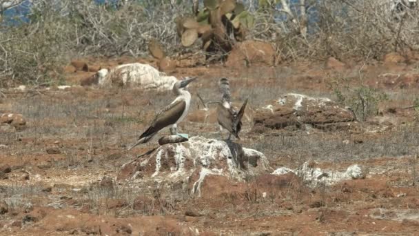 Wide Shot Van Twee Blue Footed Boobies Uitvoeren Van Een — Stockvideo