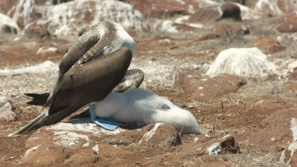 Förälder Blå Footed Booby Nyanser Dess Baby Chick Från Den — Stockvideo