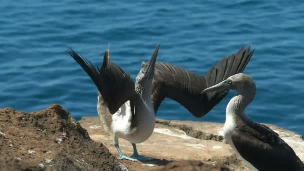 Close Blue Footed Booby Dancing Isla Nth Seymour Galalagos Islands — Stock Video