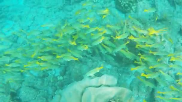 ガラパゴス諸島は エクアドルのイスラ フロレアナ プンタ 近くの悪魔の王冠に青の縞模様の鯛の学校 — ストック動画