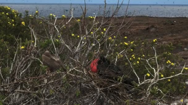 Röd Footed Booby Och Magnifika Fregattfågel Häckar Isla Genovesa Galapagosöarna — Stockvideo