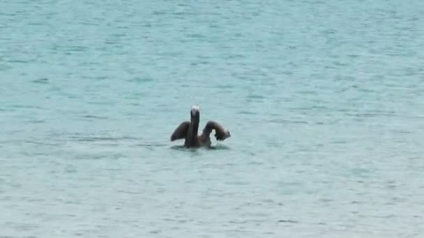 Ein Brauner Pelikan Fliegt Auf Isla San Cristobal Auf Den — Stockvideo