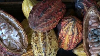 atış birkaç renkli kakao bakla, fasulye ve hamuru Ekvator kaydırma