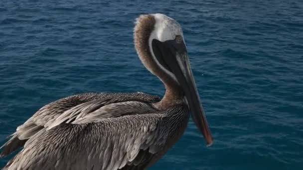 Close Brown Pelican Perched Cruise Ship Isla San Cristobal Galapagos — Stock Video